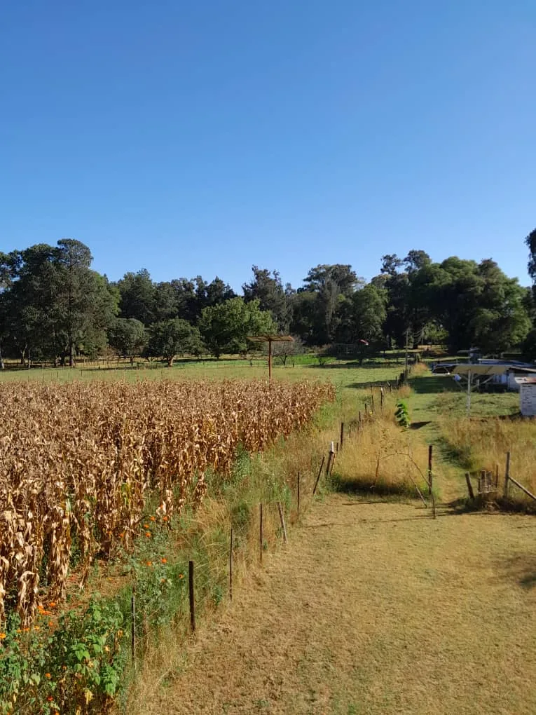 Our Maize
